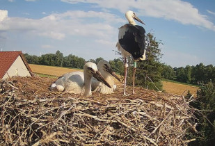 Slika pregleda web-kamere storks Mokry Dwór